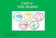 Unit 2 6th: The senses
