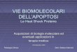Vie biomolecolari dell’apoptosi