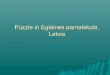 Puzzle in Eglaines pamatskola, Latvia