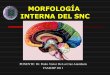 Clase 3 de neuroanato morfologia interna 3 lis