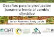 Julian R - Desafios para la industria bananera frente al cambio climatico San Jose Feb 2012
