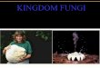 Kingdom  Fungi ( Bahasa)