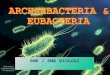 Eubacteria dan archaebacteria