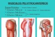 6   regiones musculares del mbro inferior fichas finales
