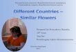 Different countries – similar flowers