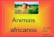 Animais Africanos