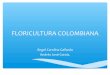 FLORICULTURA EN COLOMBIA