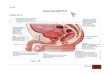 melihat Anatomi dan fisiologi sistem reproduksi pria