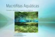 Macr³fitas aquticas