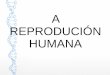 Reproducción humana 2014