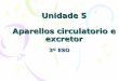 5 circulatorio excretor