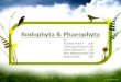 Rodophyta & phaeophyta