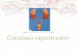 Glandulas suprarrenales (fisiologia y acciones odontologicas