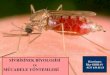 Sivrisinek biyolojisi ve mücadele yöntemleri
