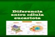 Diferencia entre célula eucariota