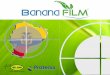 Banana film vs Aceite agrícola = mas rendimiento