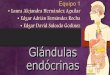Glándulas endócrinas