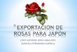 Exportacion de rosas para japon