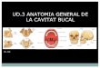 Ud2 anatomia cavitat bucal