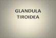 Glandula Tiroidea