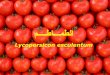 Tomato value chain