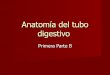 Anatomía del Tubo Digestivo - Primera ParteB