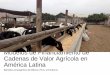 Modelos de Financiamiento de Cadenas de Valor Agricola en America Latina