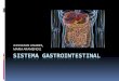 Sistema gastrointestinal 2013 2