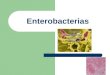 Enterobacterias microbio