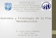 Anatomía y Fisiología de la Placa Neuromuscular