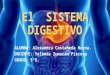 El  sistema digestivo