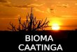 Bioma da Caatinga - Completo