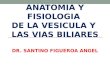 Clase anatomia y fisiologia ccl