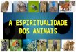 A espiritualidade dos animais