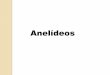 Ppcc anelideos