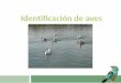 Identificacion aves I