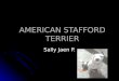 American stafford terrier