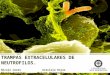 Seminario 5 trampas extracelulares de neutrófilos