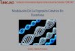 Modulación de la expresión genética en eucariotas