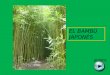 El bambu japones