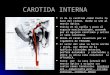 5. arteria carotida int