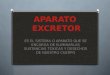 Ap. excretor