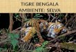 Ambiente del Tigre Bengala