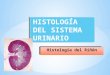 Histología del riñón