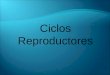 Ciclos  reproductores  y clase 3