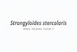 Strongyloides Stercolaris