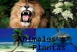 Presentación Animales y Plantas