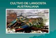 Cultivo de langosta australiana