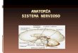 Anatomía sistema nervioso   copia