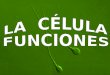 FUNCIONES DE LA CÉLULAFunciones celulares